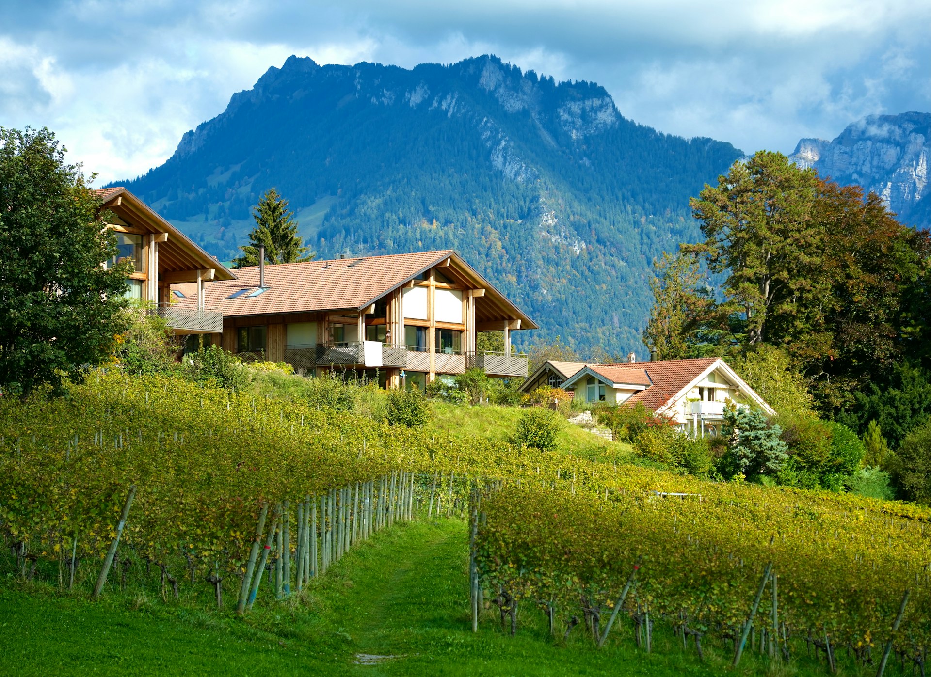 Houses nestled among vineyards with mountain views.